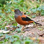 Chestnut Thrush Bird Stock Photo