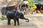 Chiangmai ,thailand - November 16 : Elephant Catch Football And Stock Photo