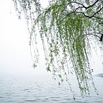 Chinese Willow Tree Stock Photo