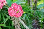 Christ Thorn Flowers Stock Photo