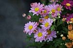 Chrysanthemum Stock Photo