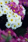 Chrysanthemum Stock Photo