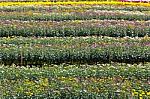 Chrysanthemum  Flowers  Garden Stock Photo