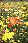 Chrysanthemum Flowers In Garden Stock Photo