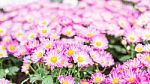 Chrysanthemum Flowers In The Garden ,pattern Background Stock Photo