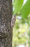 Cicada On Tree Close Up Stock Photo