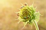 Close Up Colorful Bugs On The Young Sunflower Stock Photo