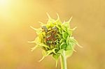 Close Up Colorful Bugs On The Young Sunflower Stock Photo