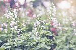 Close Up Flowers Background Stock Photo