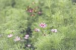 Close Up Flowers Background Stock Photo