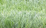 Close Up Green Grass Field Stock Photo