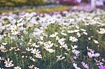 Close Up Natural Flowers Background.  Amazing View Of Colorful  Flowering In The Garden And Green Grass Landscape Overhead View With Copy Space And Template Floral Background Stock Photo