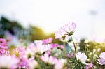 Close Up Natural Flowers Background.  Amazing View Of Colorful  Flowering In The Garden And Green Grass Landscape Overhead View With Copy Space And Template Floral Background Stock Photo