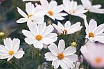 Close Up Natural Flowers Background.  Amazing View Of Colorful  Flowering In The Garden And Green Grass Landscape Overhead View With Copy Space And Template Floral Background Stock Photo