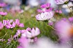 Close Up Natural Flowers Background.  Amazing View Of Colorful  Flowering In The Garden And Green Grass Landscape Overhead View With Copy Space And Template Floral Background Stock Photo