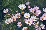 Close Up Natural Flowers Background.  Amazing View Of Colorful  Flowering In The Garden And Green Grass Landscape Overhead View With Copy Space And Template Floral Background Stock Photo