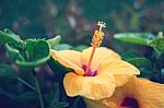 Close Up Natural Flowers Background.  Amazing View Of Colorful  Flowering In The Garden And Green Grass Landscape Overhead View With Copy Space And Template Floral Background Stock Photo