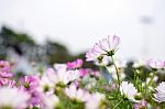 Close Up Natural Flowers Background.  Amazing View Of Colorful  Flowering In The Garden And Green Grass Landscape Overhead View With Copy Space And Template Floral Background Stock Photo