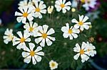 Close Up Natural Flowers Background.  Amazing View Of Colorful  Flowering In The Garden And Green Grass Landscape Overhead View With Copy Space And Template Floral Background Stock Photo