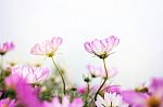 Close Up Natural Flowers Background.  Amazing View Of Colorful  Flowering In The Garden And Green Grass Landscape Overhead View With Copy Space And Template Floral Background Stock Photo