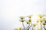 Close Up Natural Flowers Background.  Amazing View Of Colorful  Flowering In The Garden And Green Grass Landscape Overhead View With Copy Space And Template Floral Background Stock Photo