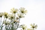 Close Up Natural Flowers Background.  Amazing View Of Colorful  Flowering In The Garden And Green Grass Landscape Overhead View With Copy Space And Template Floral Background Stock Photo