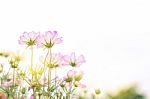 Close Up Natural Flowers Background.  Amazing View Of Colorful  Flowering In The Garden And Green Grass Landscape Overhead View With Copy Space And Template Floral Background Stock Photo