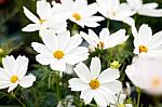 Close Up Natural Flowers Background.  Amazing View Of Colorful  Flowering In The Garden And Green Grass Landscape Overhead View With Copy Space And Template Floral Background Stock Photo