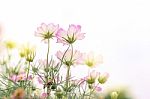 Close Up Natural Flowers Background.  Amazing View Of Colorful  Flowering In The Garden And Green Grass Landscape Overhead View With Copy Space And Template Floral Background Stock Photo