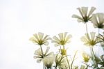 Close Up Natural Flowers Background.  Amazing View Of Colorful  Flowering In The Garden And Green Grass Landscape Overhead View With Copy Space And Template Floral Background Stock Photo