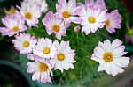 Close Up Natural Flowers Background.  Amazing View Of Colorful  Flowering In The Garden And Green Grass Landscape Overhead View With Copy Space And Template Floral Background Stock Photo