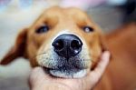 Close Up Nose Of An Adorable Brown Dog Stock Photo