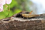 Close-up Of A Locust Stock Photo