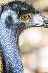 Close Up Of An Emu Stock Photo