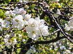 Close Up Of Beautiful Almond Blossoms Stock Photo