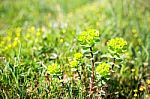 Close-up Of Beautiful Garden Flowers Field A Little Flowers Background Stock Photo