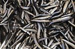 Close Up Of Fresh Sardines Fish Stock Photo