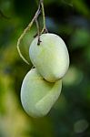 Close-up Of Mangoes Stock Photo