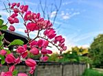 Close-up Of Pink Flower On The Spring Stock Photo