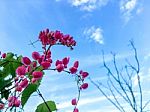 Close-up Of Pink Flower On The Spring Stock Photo