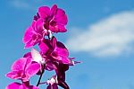 Close-up Of Pink Orchid Flower Stock Photo