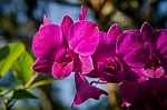 Close-up Of Pink Orchid Flower Stock Photo