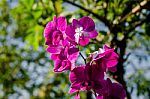 Close-up Of Pink Orchid Flower Stock Photo