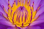 Close Up Of Pink Water Lily Stock Photo