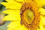 Close Up Of Sunflower And Bee At Chiangrai ,thailand Stock Photo