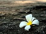 Close Up Of  White Frangipani Flower Stock Photo