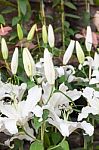 Close Up Of White Lily Flower Stock Photo