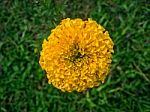 Close-up Of Yellow Flower And Golden Flower Stock Photo