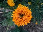 Close-up Of Yellow Flower And Golden Flower Stock Photo