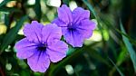 Close Up Purple Flower In Garden Stock Photo